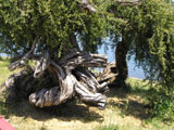 gnarled olive trunk