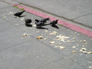 pigeons on the street eating crumbs