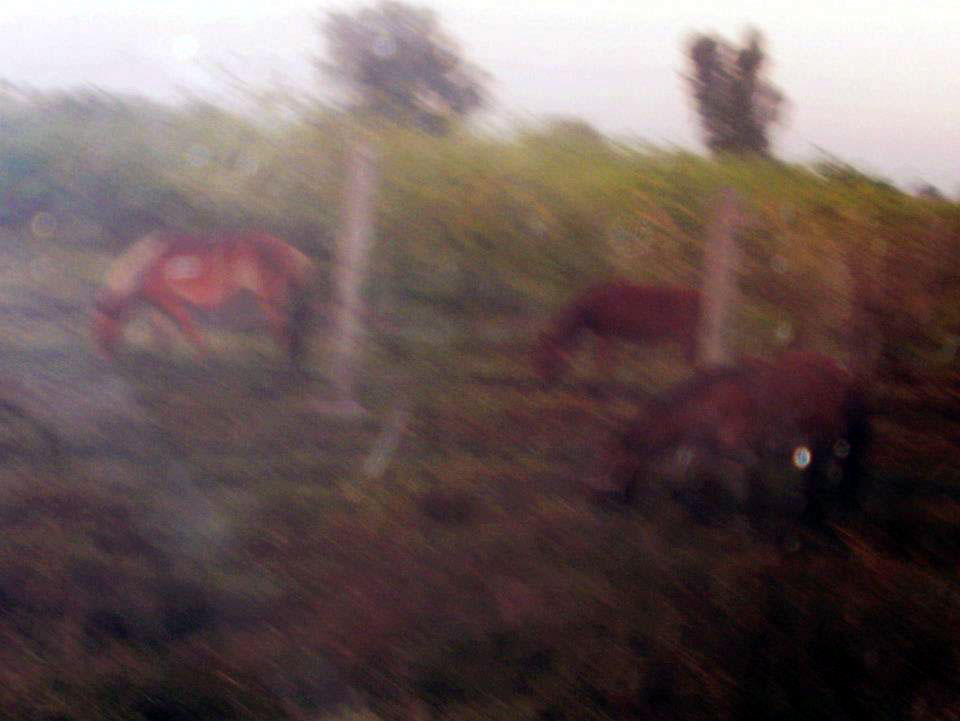 horses in grazing near sugar cane fields.