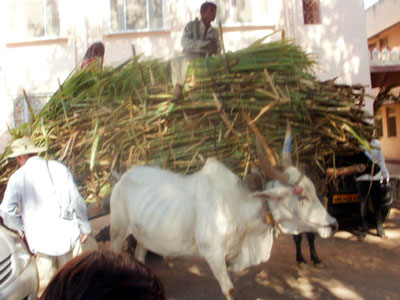 sugar cane harvest bullock cart