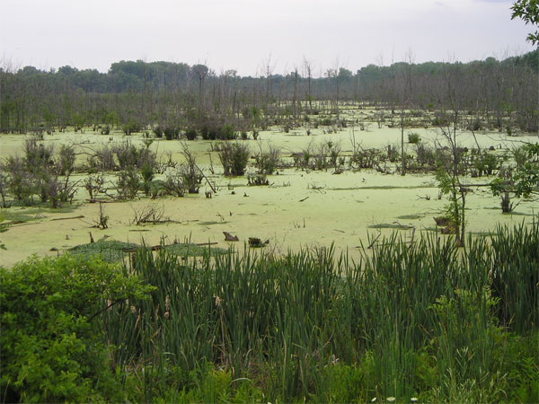 swamp3
