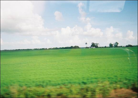 Louisiana rice fields