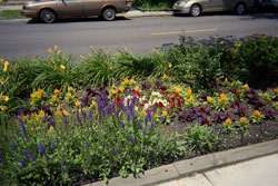 flowers beside the sidewalk 