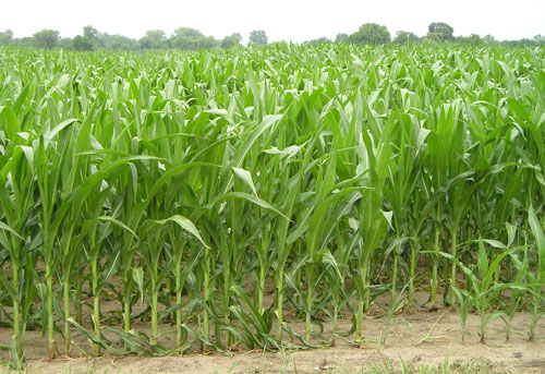 Illinois Corn (pretty big picture)