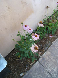 daisies beside pay phone
