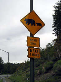 bear crossing as you leave Lake Tahoe on 50 heading toward Carson City
