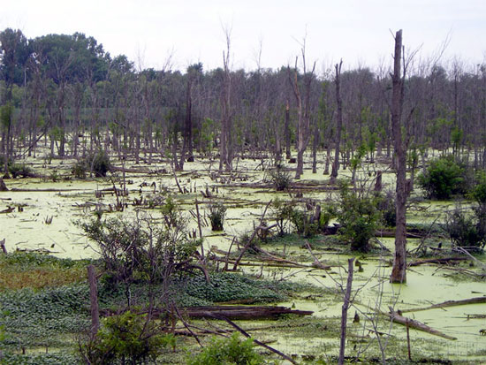 Illinois swamp, Cahokia