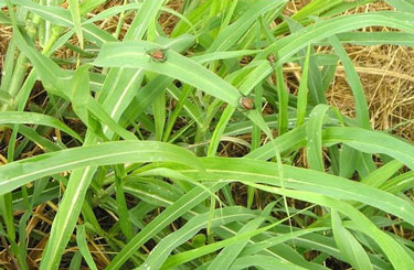 beetles on the way down, by the steps.