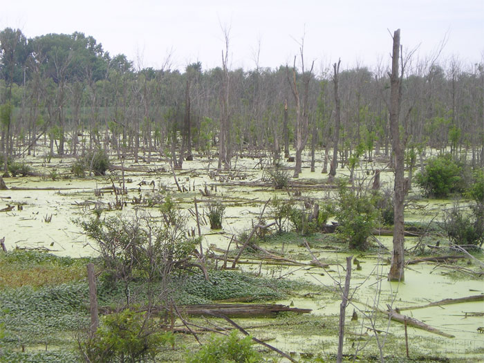 swamp in Illinois, just off hwy 55