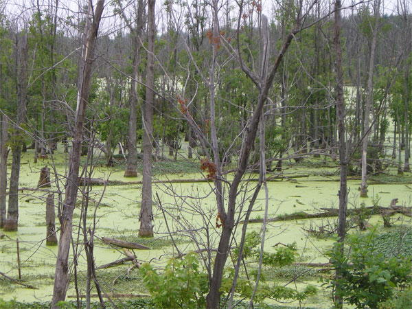 swamp2