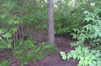 thick woods near the center