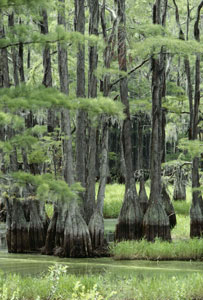 bayou