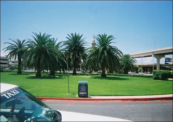 gold dome rising from grove of palms